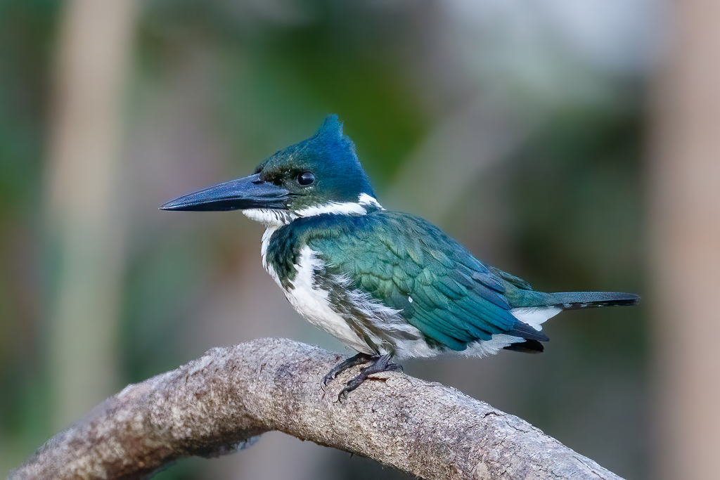  Green Kingfisher 