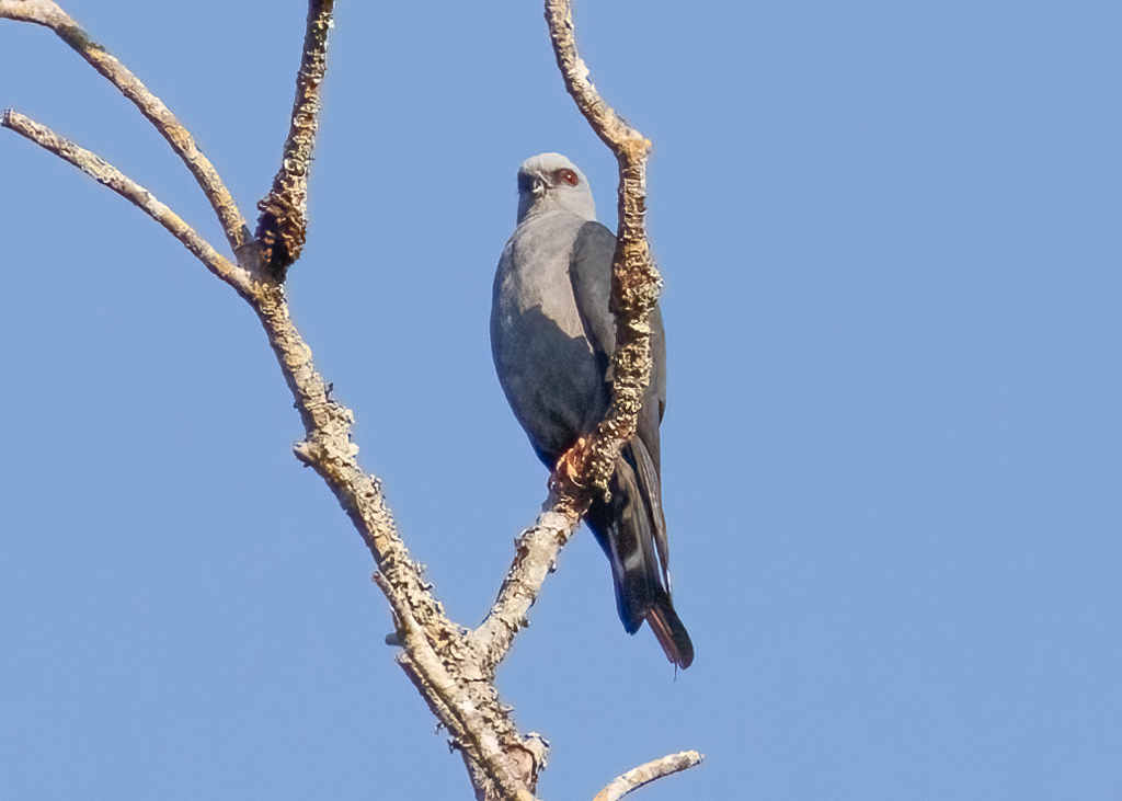  Plumbeous Kite 