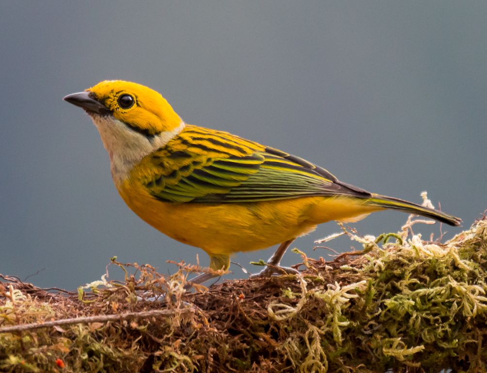  Silver-throated Tanager 