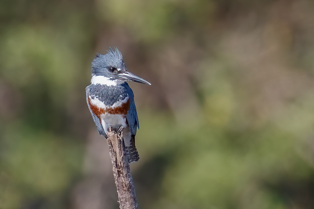  Belted Kingfisher 