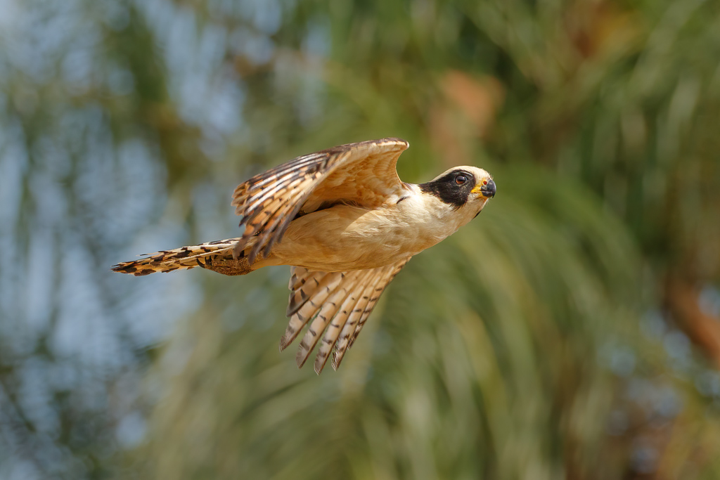  Laughing Falcon 