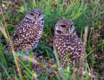  Burrowing Owls 