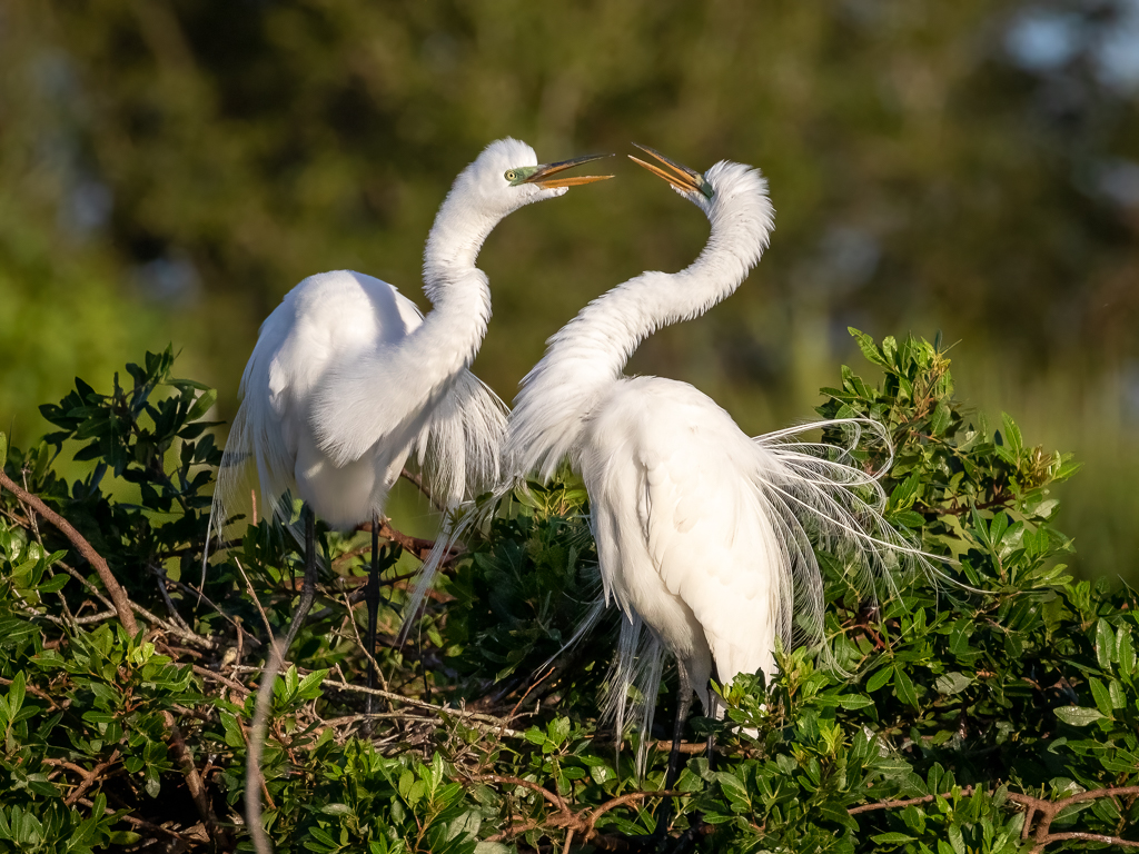  Great Egrets 