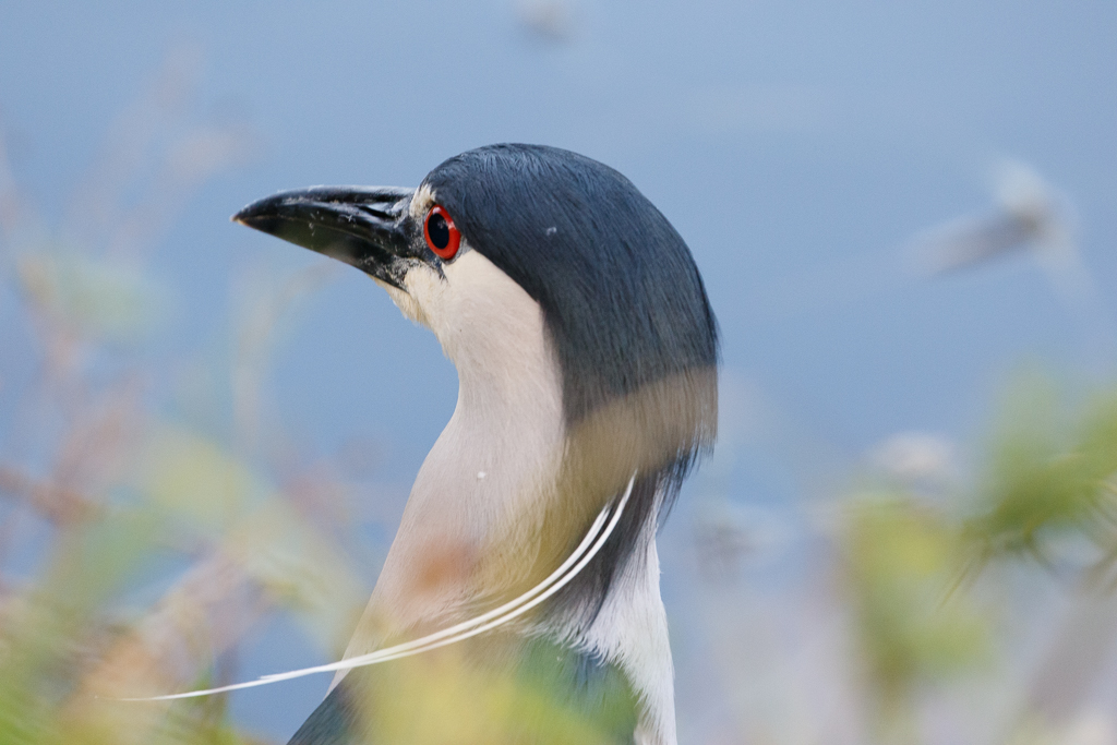  Black-crowned Night Heron 