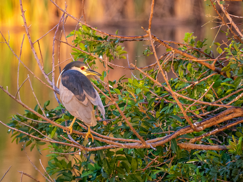  Black-crowned Night Heron 