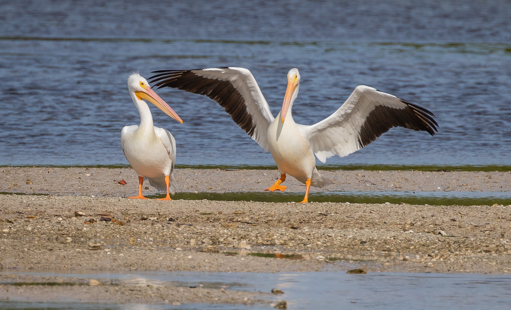  White Pelicans 