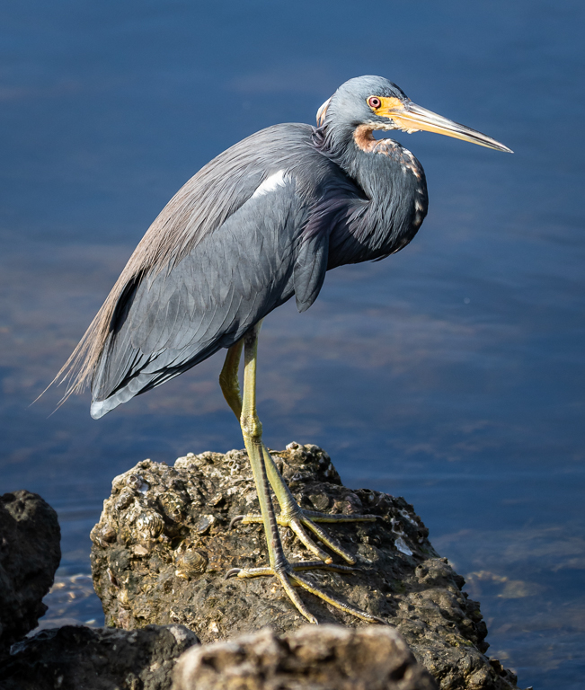  Tri-colored Heron 