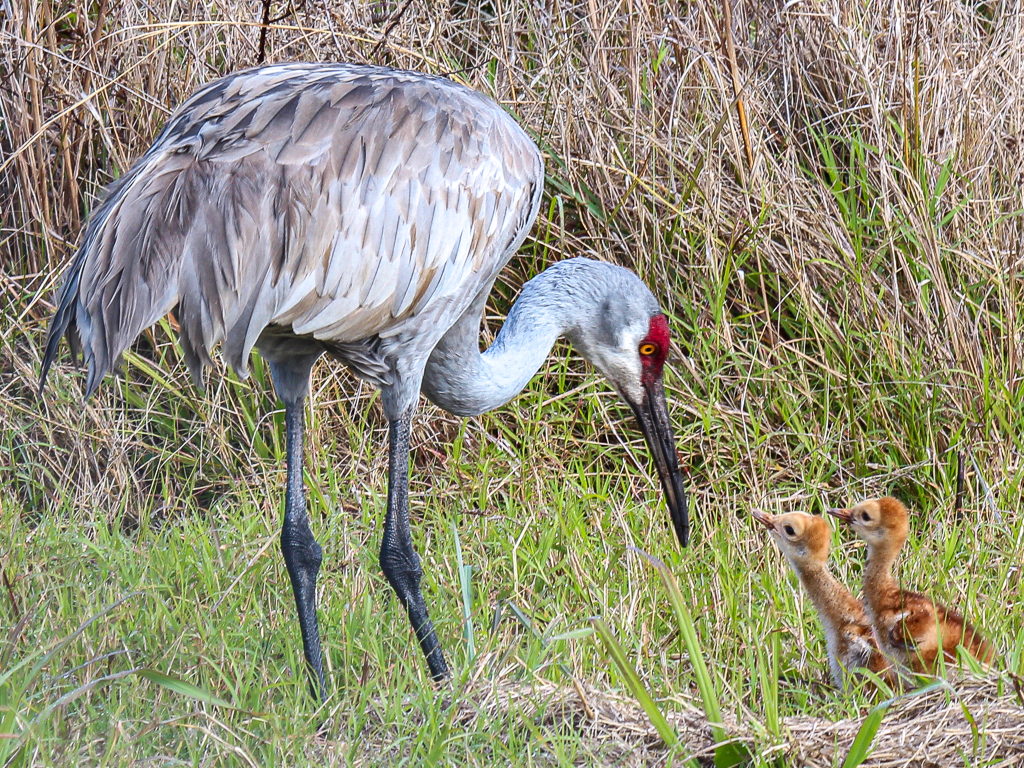  Sandhill Cranes 