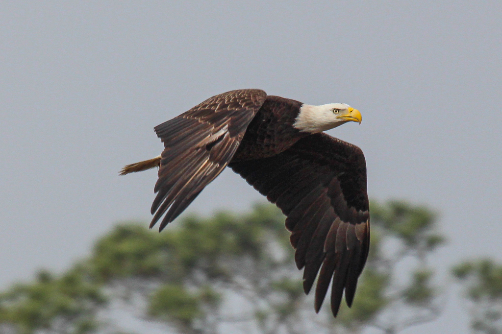  Bald Eagle 