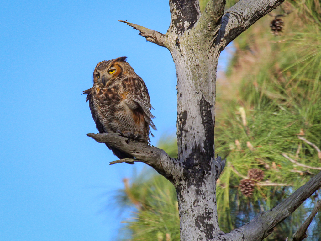  Great Horned Owl 