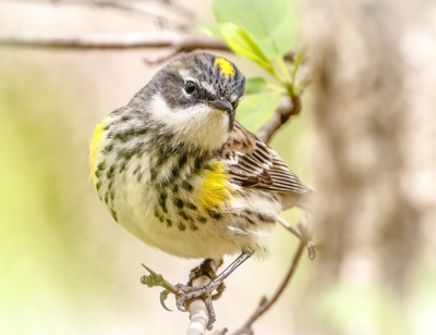  Yellow-rumped Warbler 