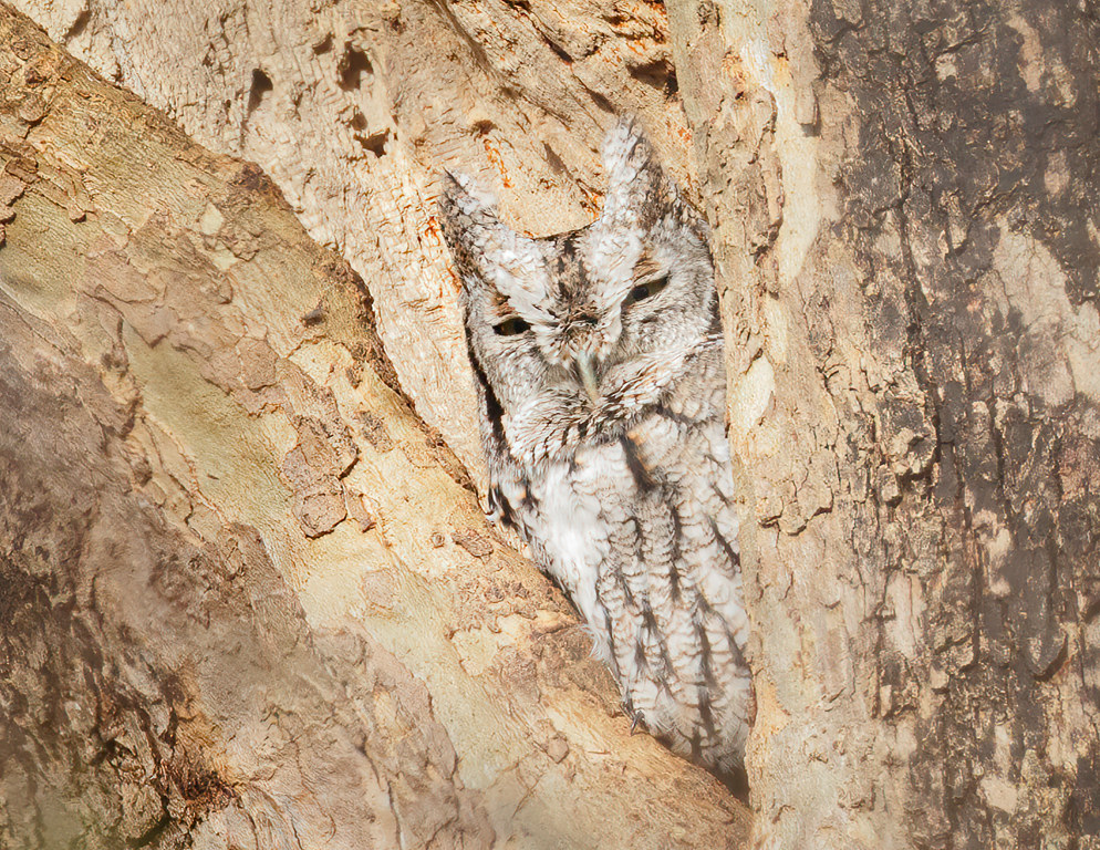  Eastern Screech-Owl 