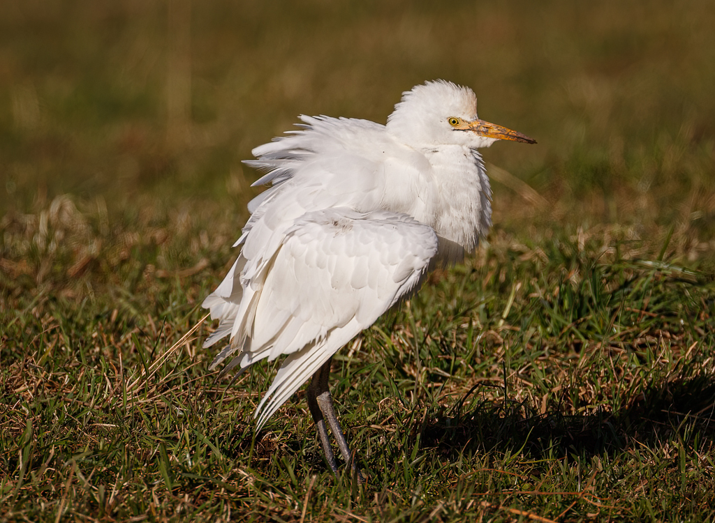  Cattle Egret 