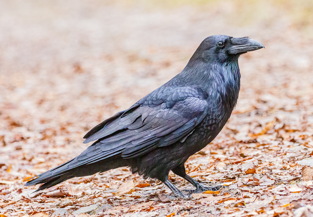  Common Raven 