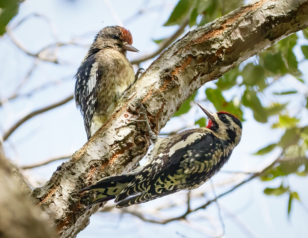  Yellow-bellied Sapsucker 