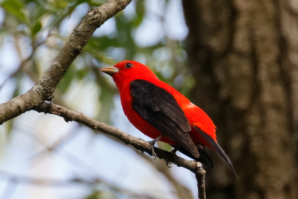  Scarlet Tanager 