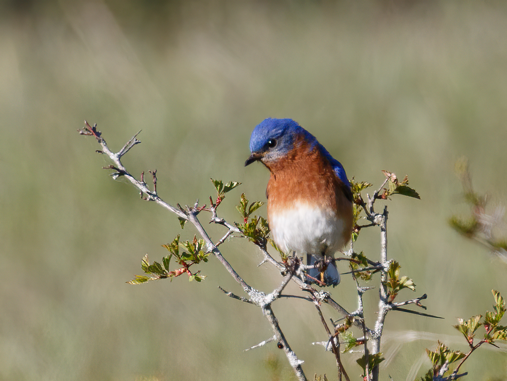  Eastern Bluebird  