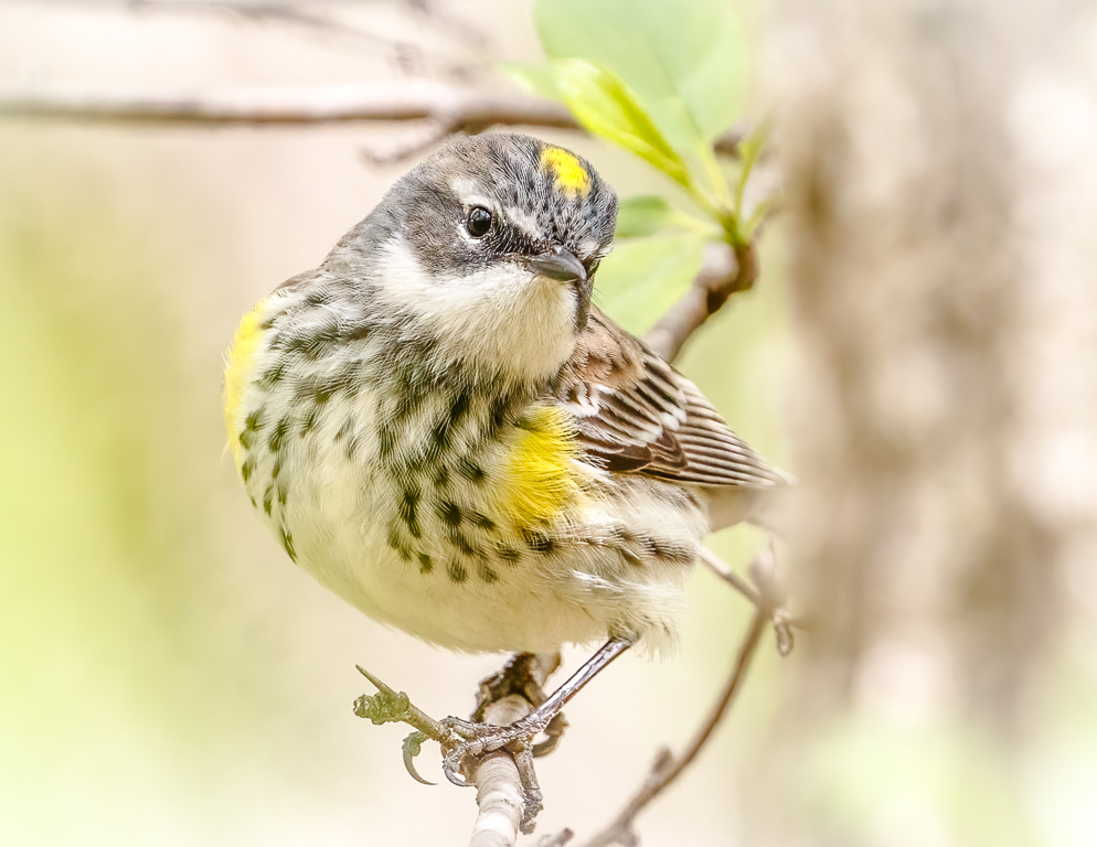  Yellow-rumped Warbler 