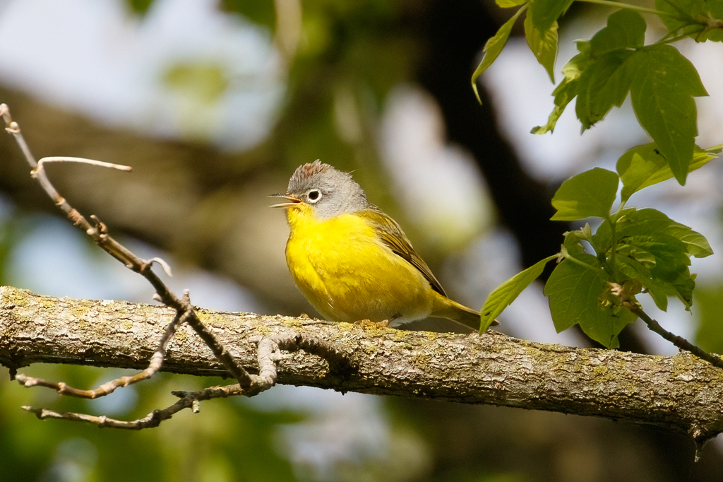  Nashville Warbler 
