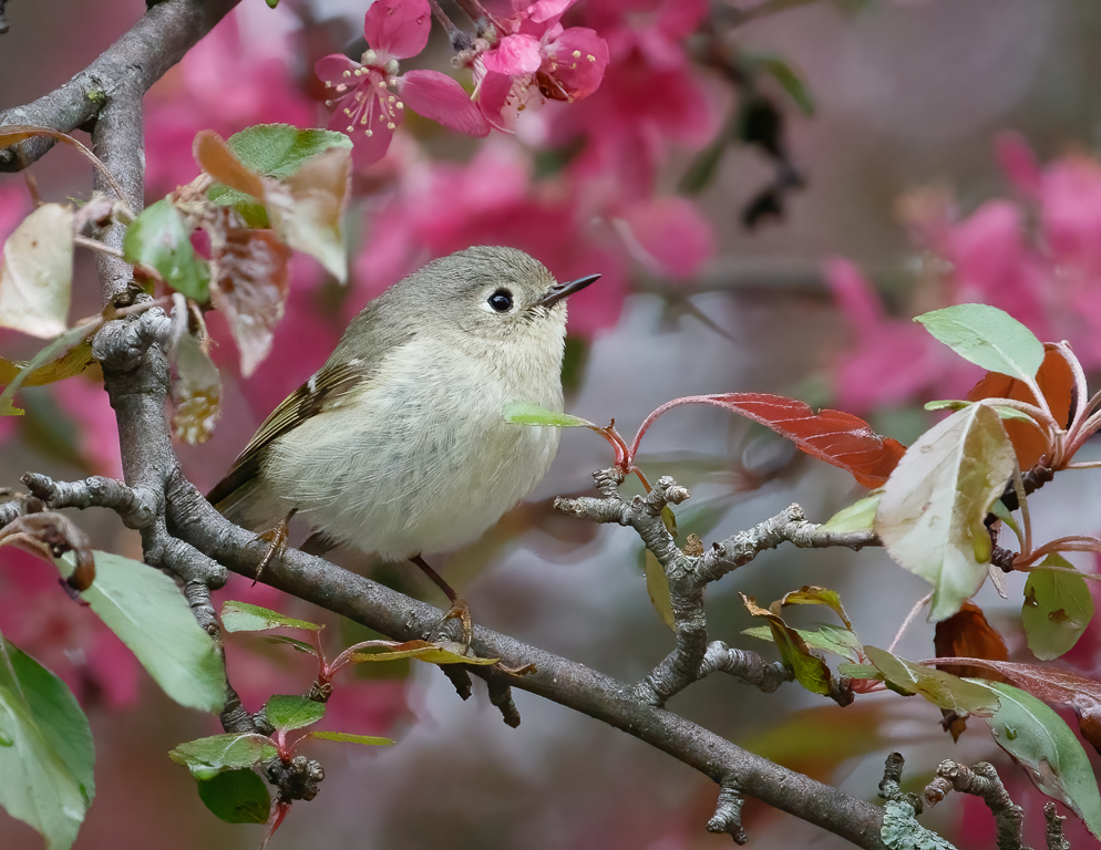  Ruby-crowned Kinglet 