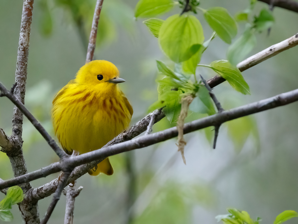  Yellow Warbler 