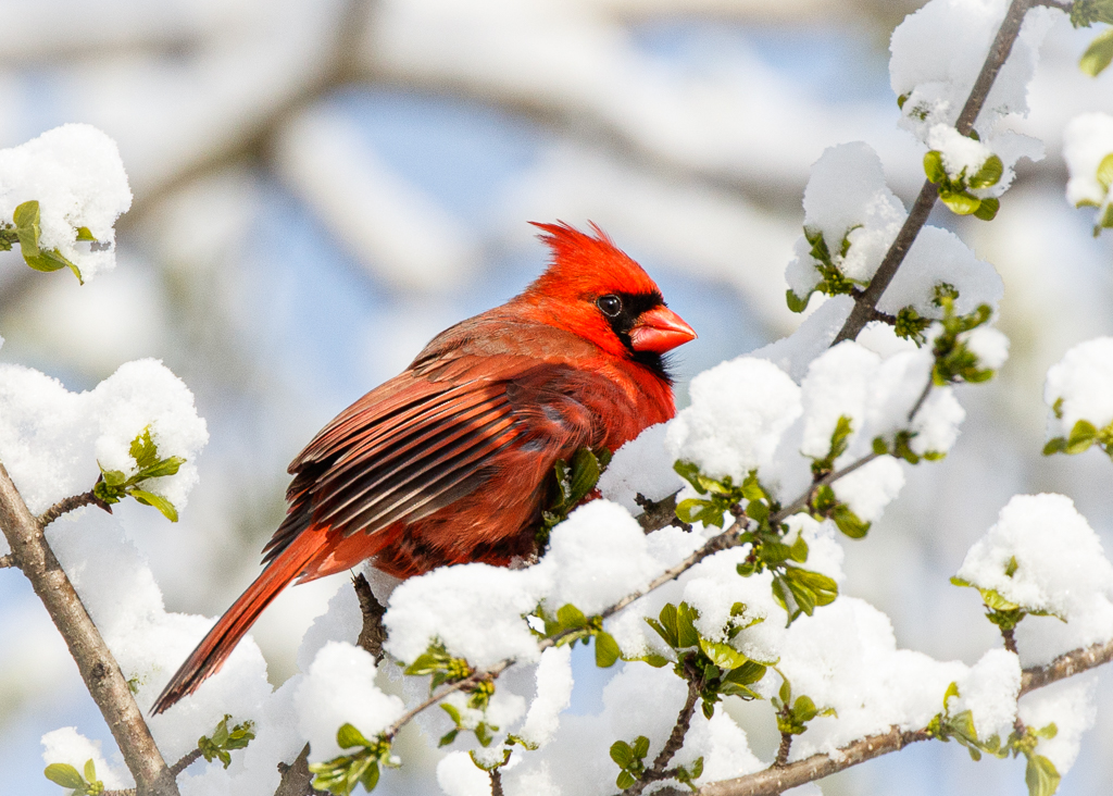  Northern Cardinal  