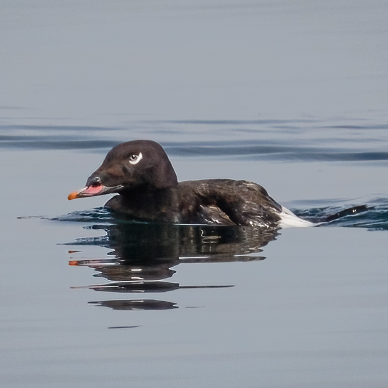  White-winged Scoter 
