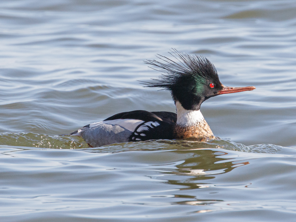  Red-breasted Merganser  