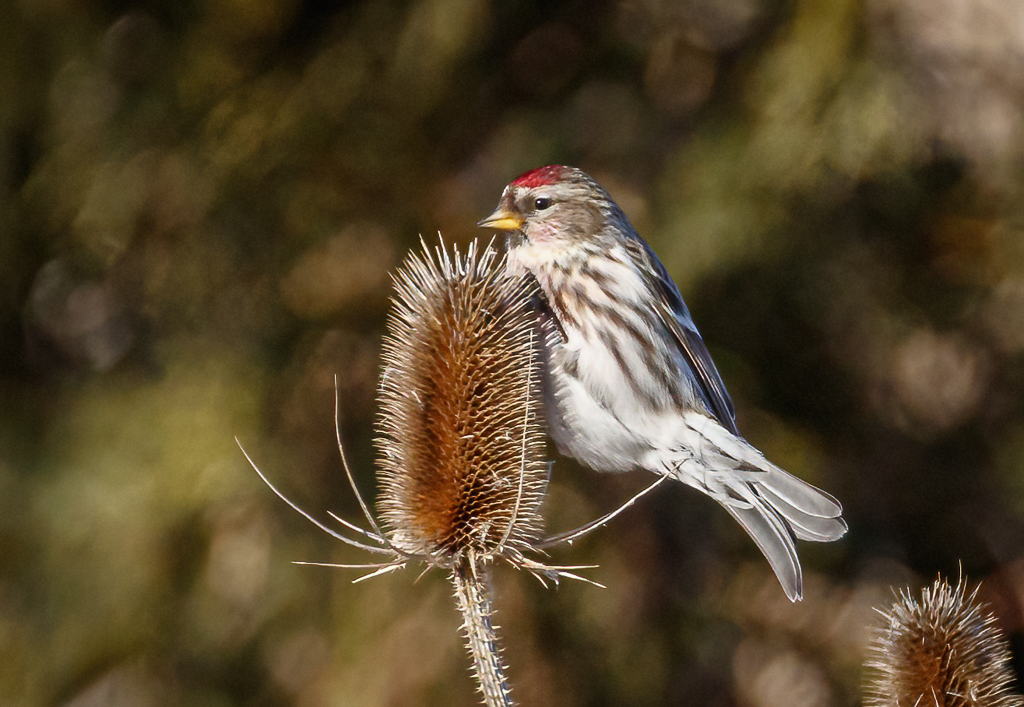  Common Redpoll 