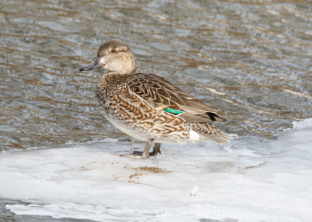  Green-winged Teal (female) 