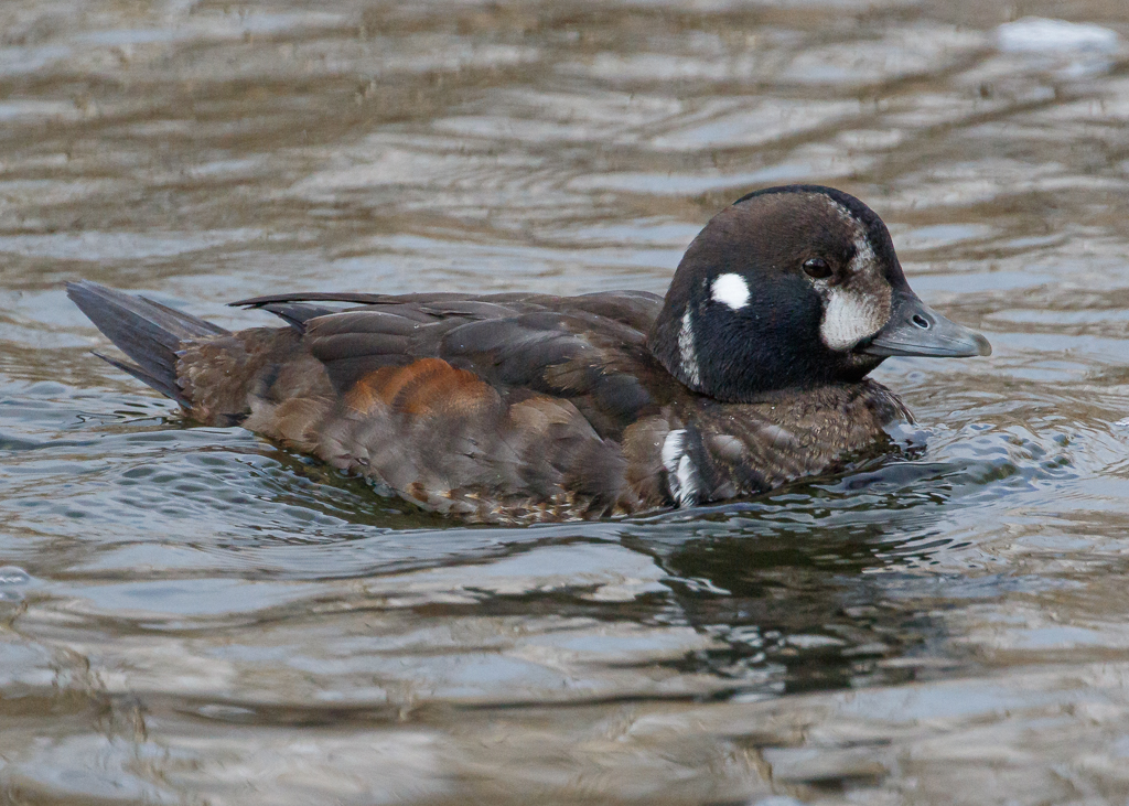  Harlequin Duck  