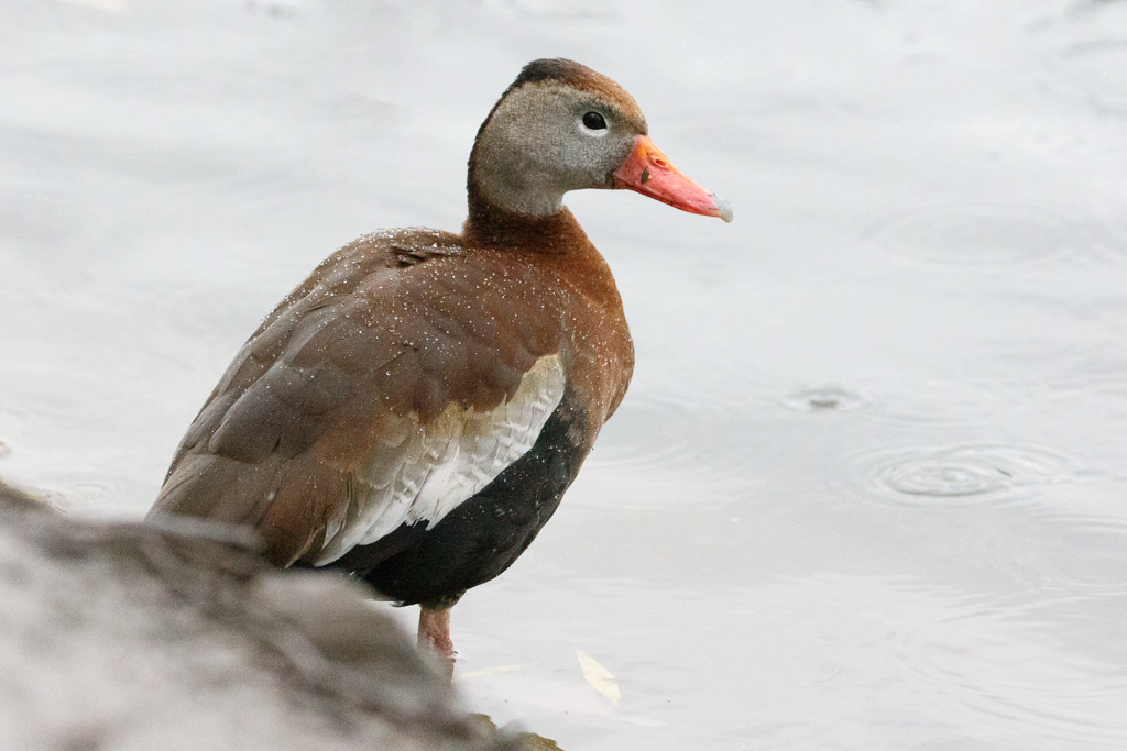 Black-bellied Whistling Duck 