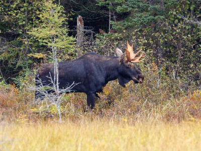  Bull Moose 