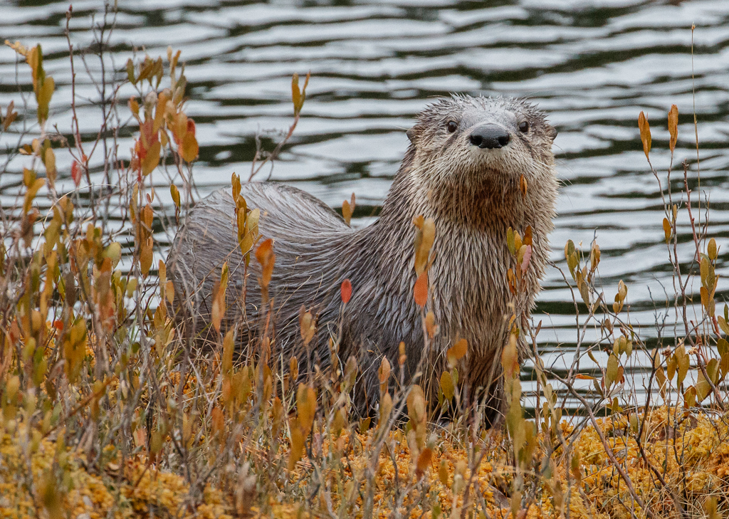  Otter 